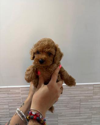 Cuccioli barboncino toy