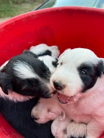 Border collie