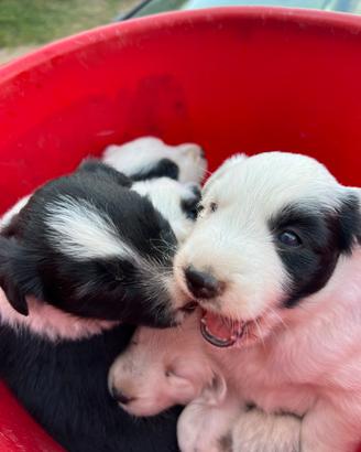 Border collie
