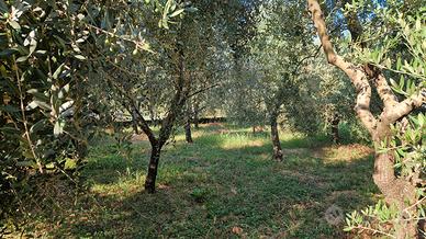 oliveto