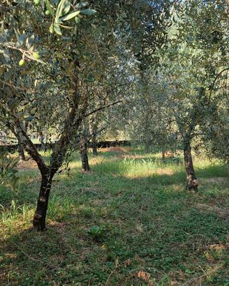 oliveto