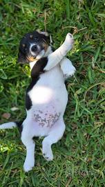 Cucciolo jack russel maschio