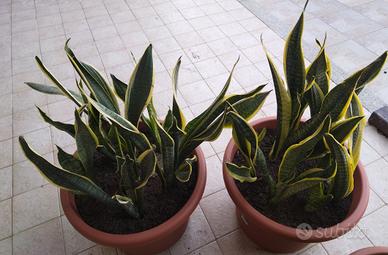 N. 2 piante di sanseveria