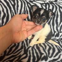 Chihuahua Femmina bianco nera dimensione Mini