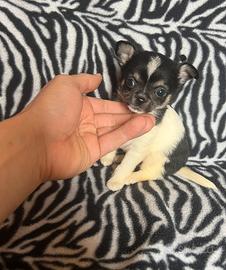 Chihuahua Femmina bianco nera dimensione Mini