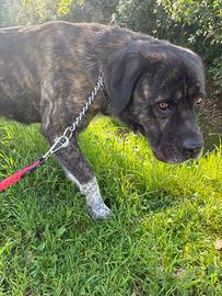 Cane corso