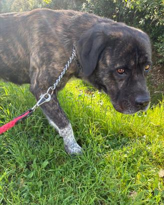 Cane corso