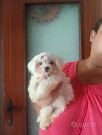 Cucciola di Maltese coreana