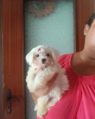Cucciola di Maltese coreana