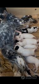Setter inglese
