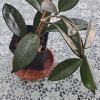 hoya carnosa