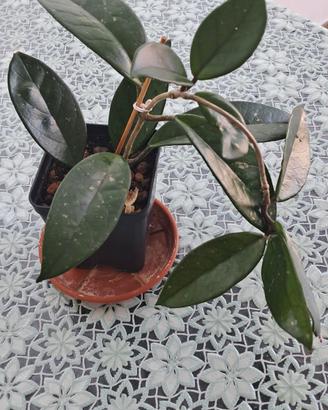 hoya carnosa