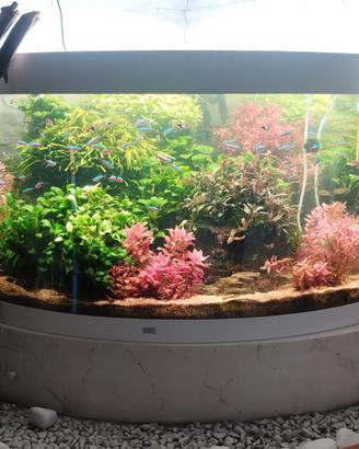 acquario completo modello juwel Trigon 190