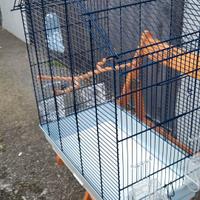 Gabbietta per pappagalli