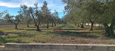 Terreno e Fabbricato