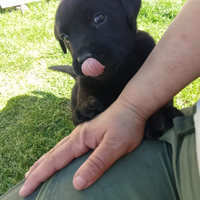 Cuccioli di Labrador Retriever