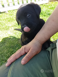 Cuccioli di Labrador Retriever
