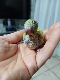 Cocoriti allevati a mano