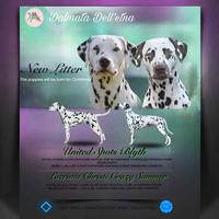 Cuccioli Dalmata con pedigree