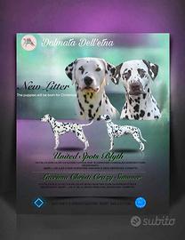 Cuccioli Dalmata con pedigree
