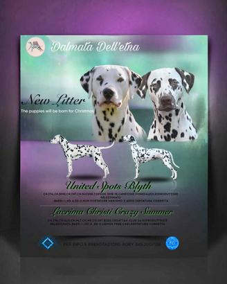 Cucciola Dalmata Bianco/Fegato con pedigree