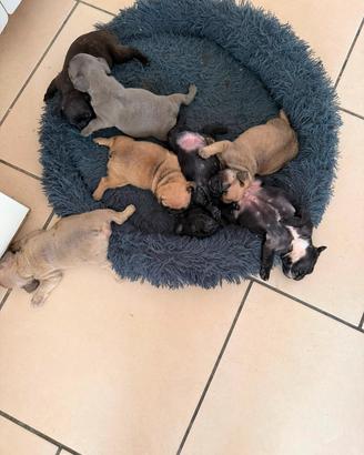 francese bulldog 