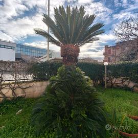 Cycas revoluta 