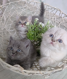 Scottish fold e straght