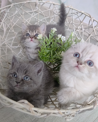 Scottish fold e straght