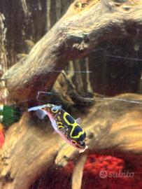 Pesce palla di acqua dolce