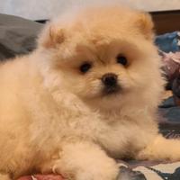 Pomerania pelosa