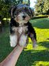 cuccioli-di-morkie-maltese-x-yorkshire-