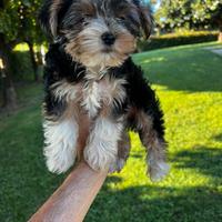 Cuccioli di Morkie (maltese x yorkshire)