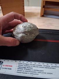 fossile