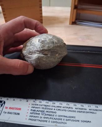 fossile