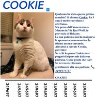 Il gatto Cookie è scomparso