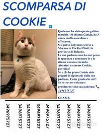 Il gatto Cookie è scomparso