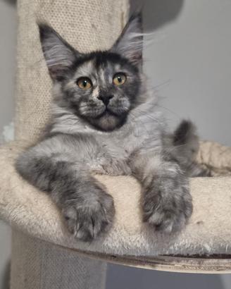 Cuccioli di Maine Coon