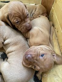 Cuccioli bracchi ungheresi Vizsla