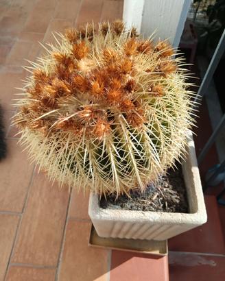 Cactus