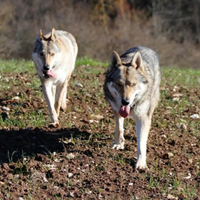 Coppia di cani Lupi cecoslovacchi