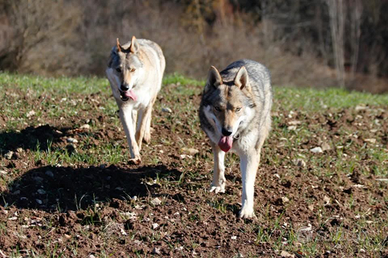 Coppia di cani Lupi cecoslovacchi