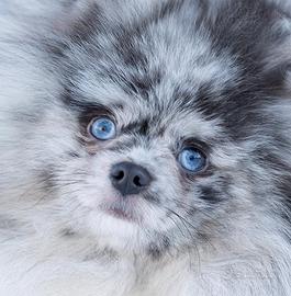 Spitz di Pomerania maschio