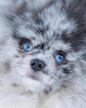 Spitz di Pomerania maschio
