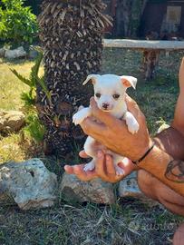 Cucciolo di Chihuahua