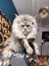 LEGGERE SOTTO Maine Coon linee estreme top mondo