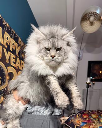 LEGGERE SOTTO Maine Coon linee estreme top mondo