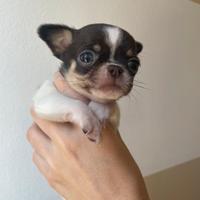 Chihuahua maschi PEDEGREE ENCI TAGLIA MINI TOY