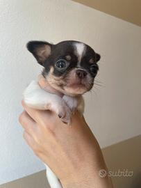 Chihuahua maschi PEDEGREE ENCI TAGLIA MINI TOY