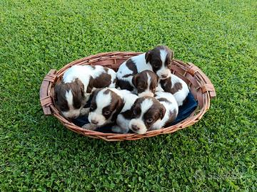 Springer spaniel